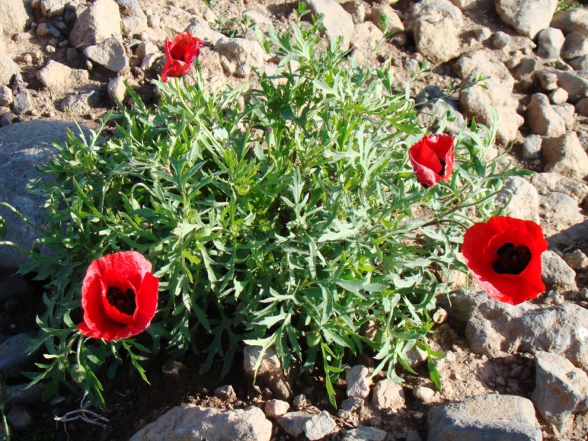 Image of Papaver macrostomum specimen.