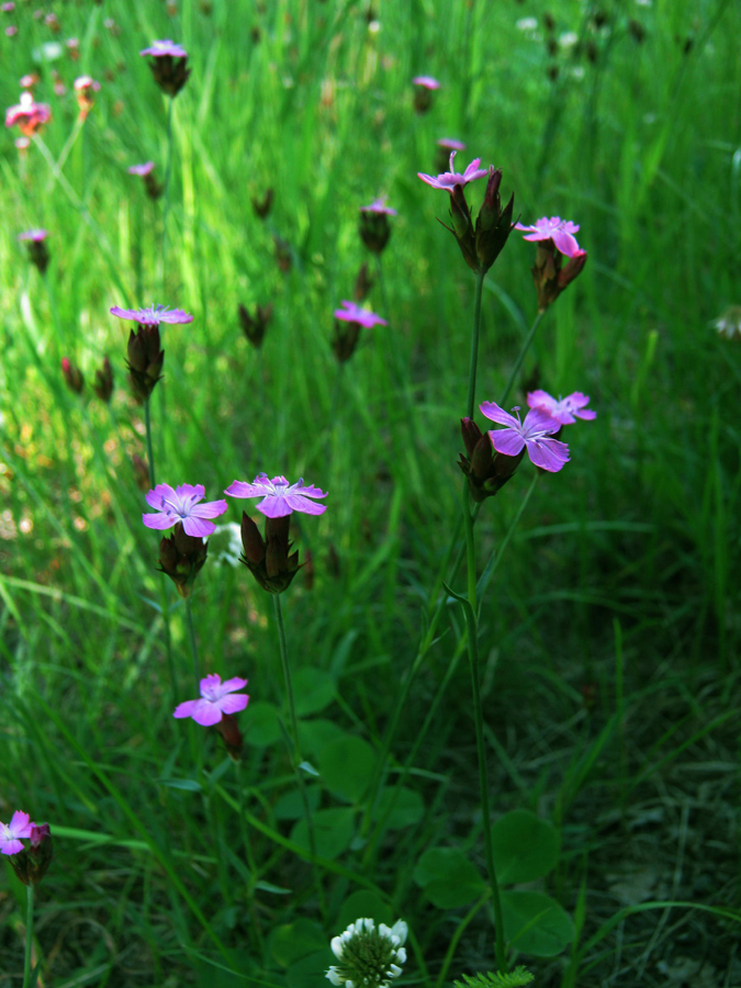 Image of Dianthus borbasii specimen.