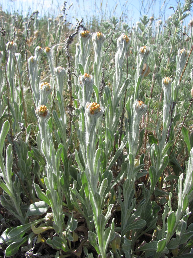 Изображение особи Helichrysum graveolens.