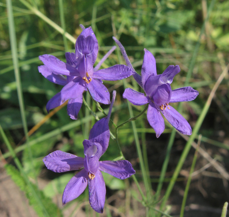 Image of Delphinium consolida specimen.