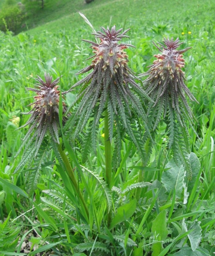 Image of Pedicularis wilhelmsiana specimen.