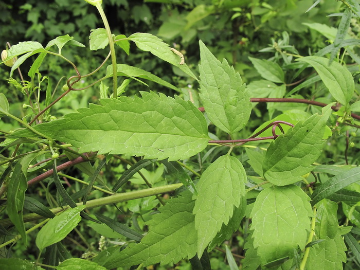 Image of Clematis serratifolia specimen.