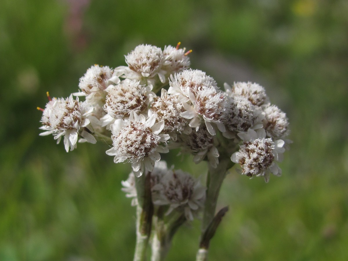 Image of Antennaria dioica specimen.