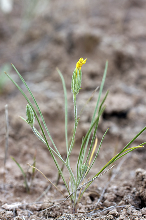 Image of Koelpinia linearis specimen.