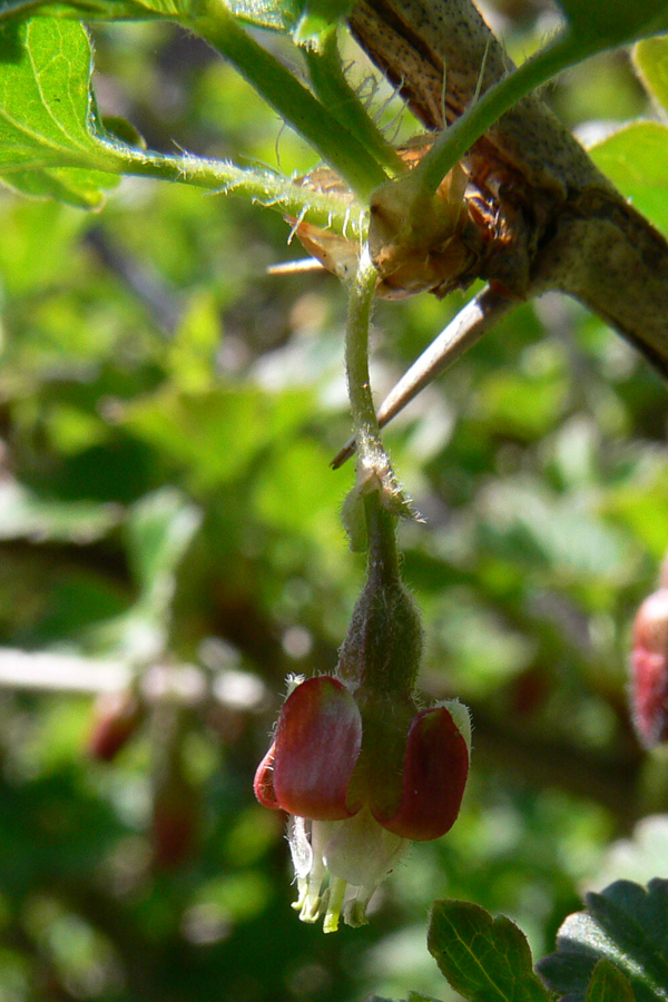 Изображение особи Grossularia uva-crispa.