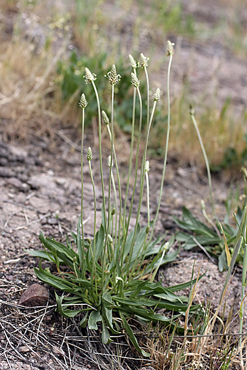 Изображение особи Plantago lanceolata.