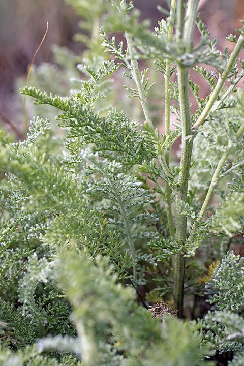 Image of Tanacetum turlanicum specimen.