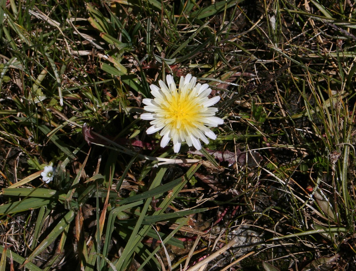 Изображение особи род Taraxacum.