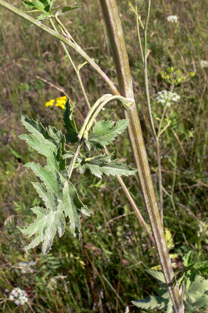 Изображение особи Pastinaca sylvestris.