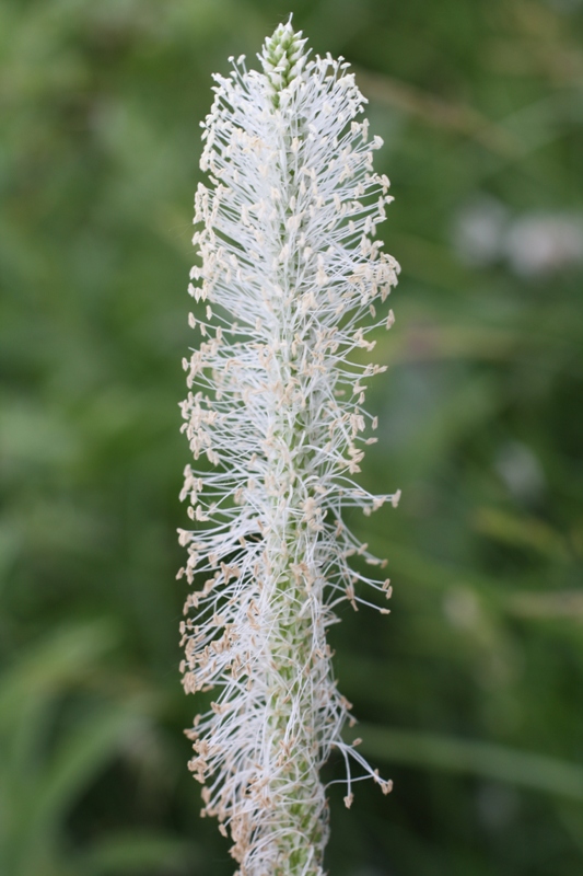 Изображение особи Plantago urvillei.