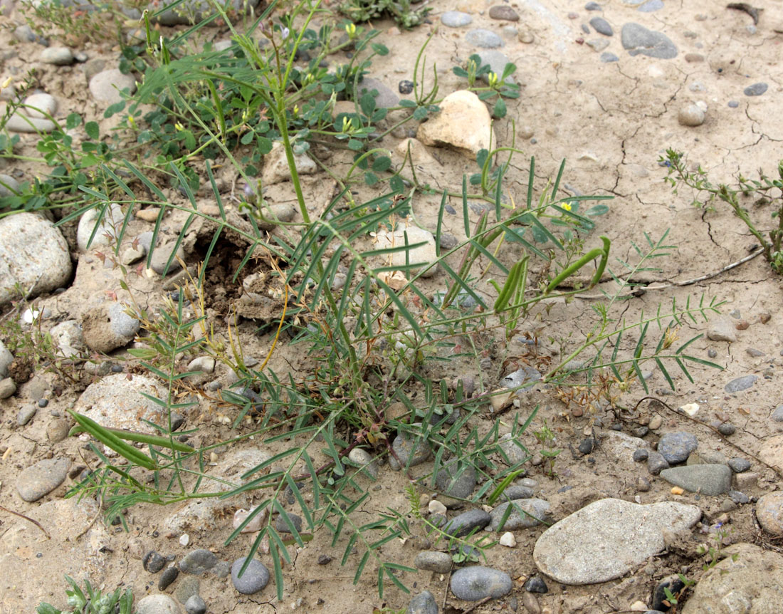 Image of Astragalus campylorhynchus specimen.