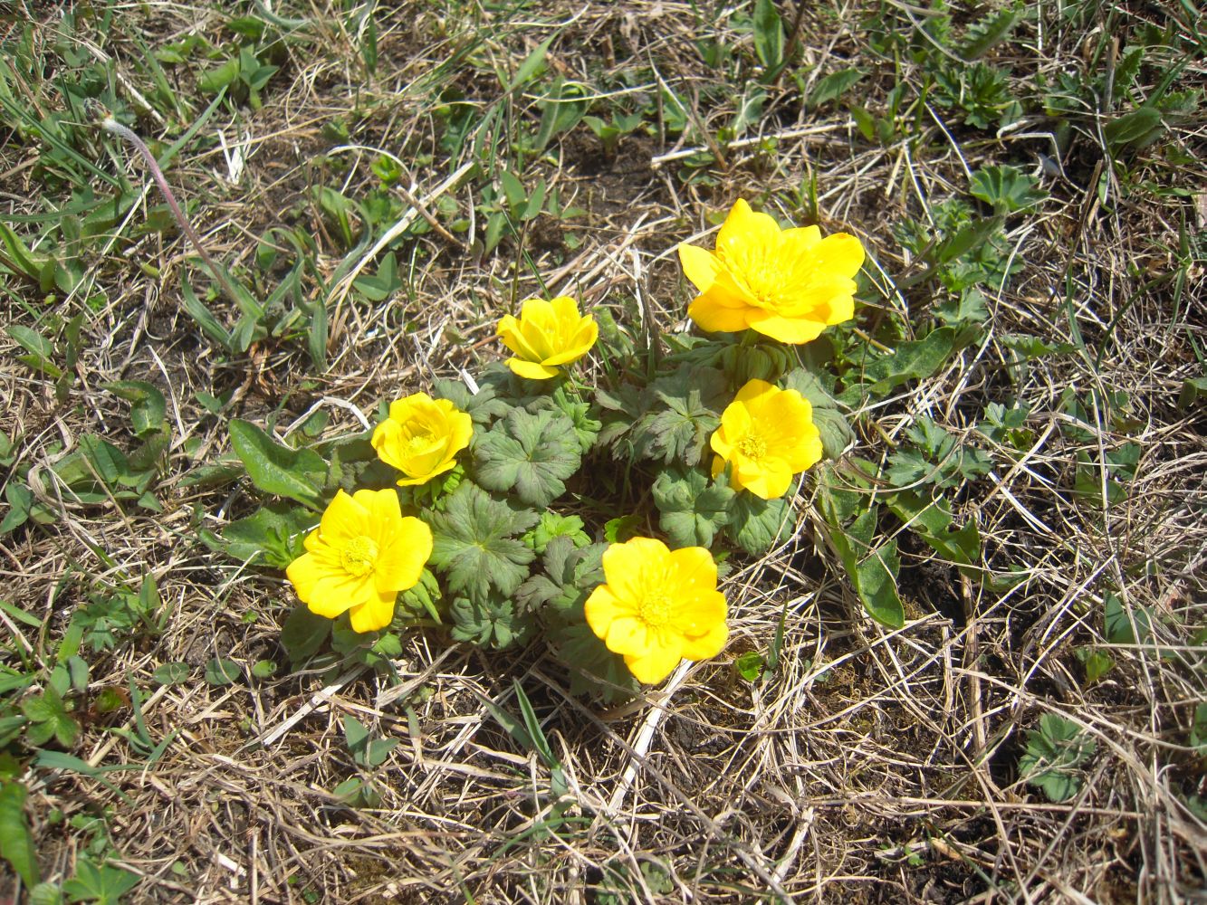 Image of Trollius ranunculinus specimen.