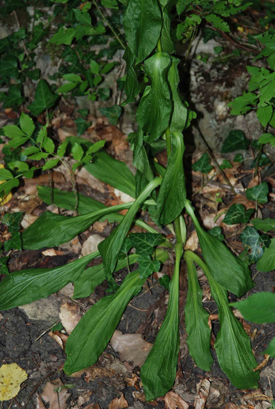 Image of Digitalis schischkinii specimen.