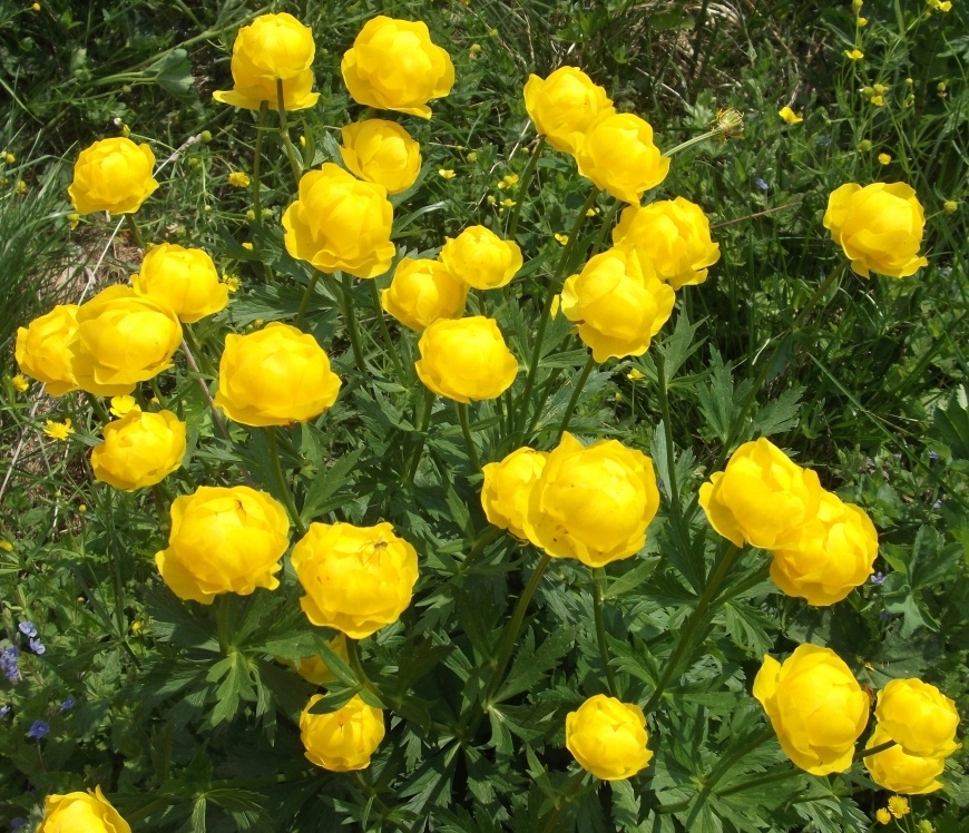 Изображение особи Trollius europaeus.