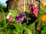 Pulmonaria mollis