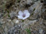 Linum tenuifolium. Цветок. Южный Берег Крыма, г. Судак, западный склон горы Алчак. 13.06.2012.