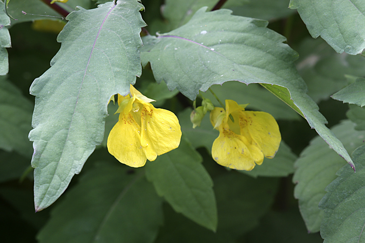 Image of Impatiens noli-tangere specimen.