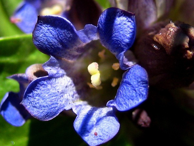 Изображение особи Gentiana macrophylla.