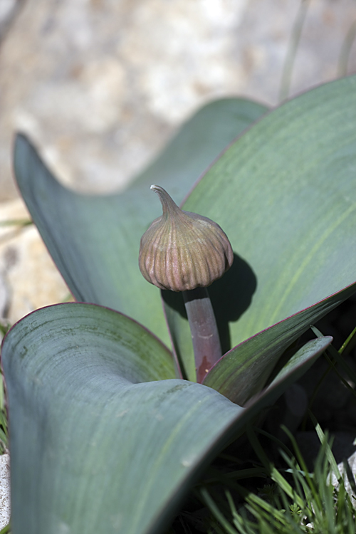 Image of Allium karataviense specimen.