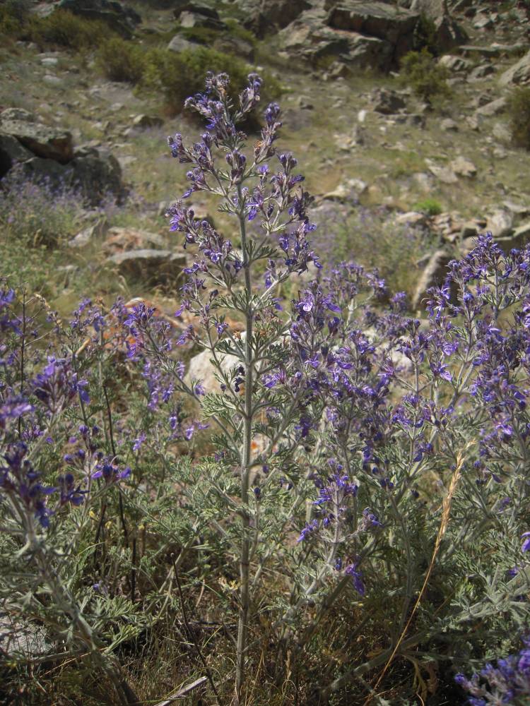 Изображение особи Teucrium orientale.