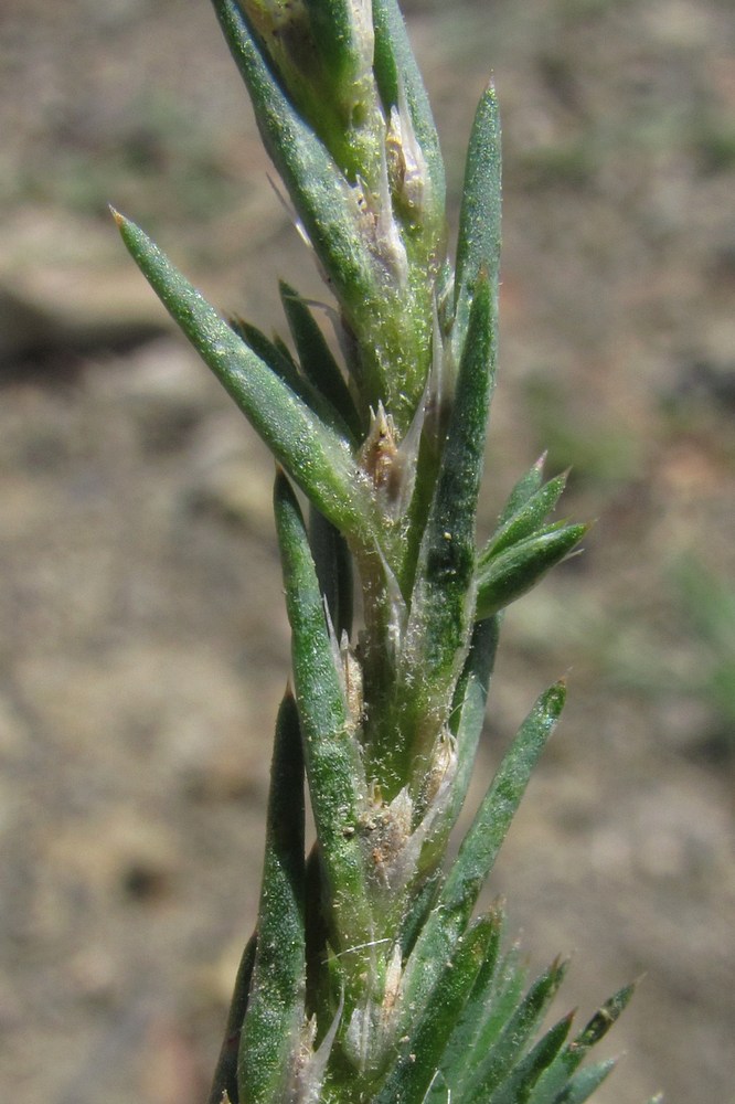 Image of Polycnemum majus specimen.