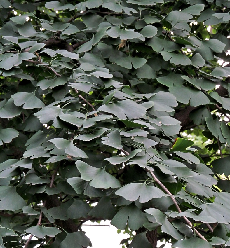 Image of Ginkgo biloba specimen.