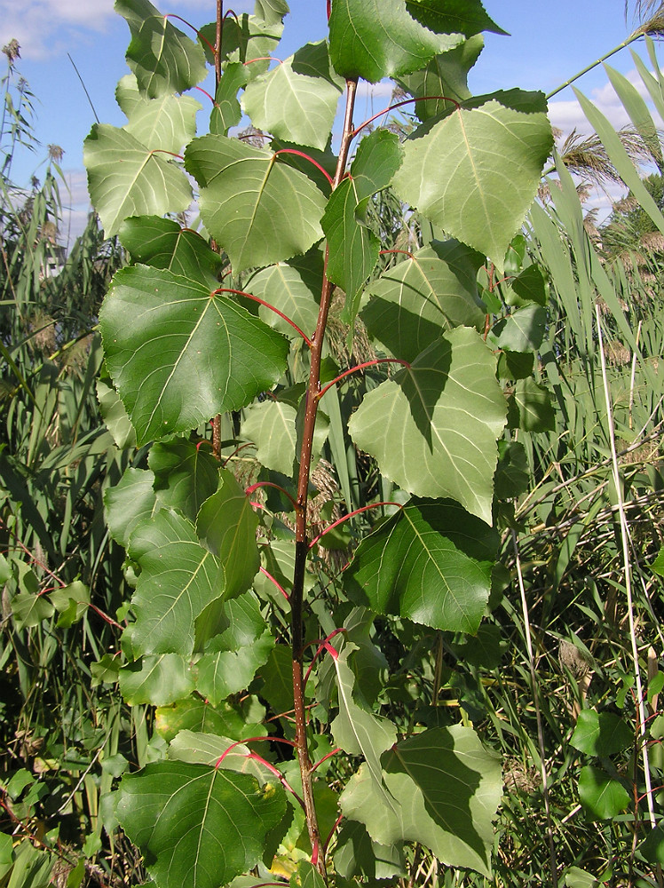 Изображение особи Populus nigra.