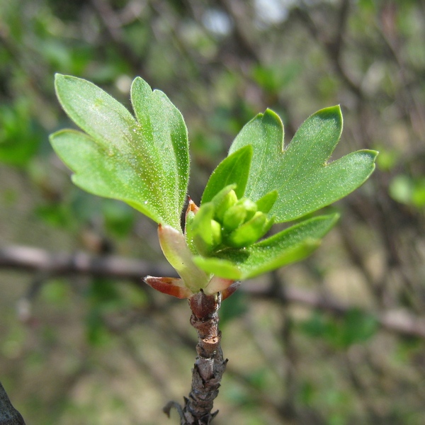 Изображение особи Ribes aureum.