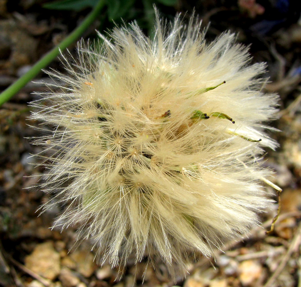 Image of Urospermum dalechampii specimen.