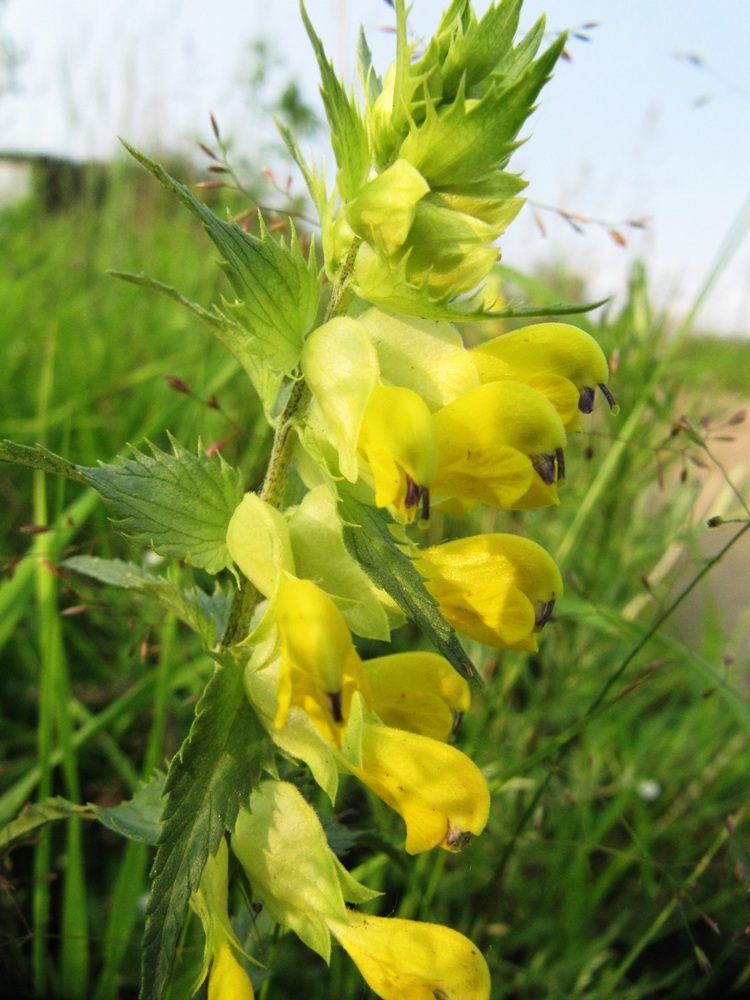 Image of Rhinanthus aestivalis specimen.