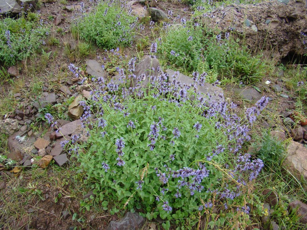 Image of Nepeta bucharica specimen.