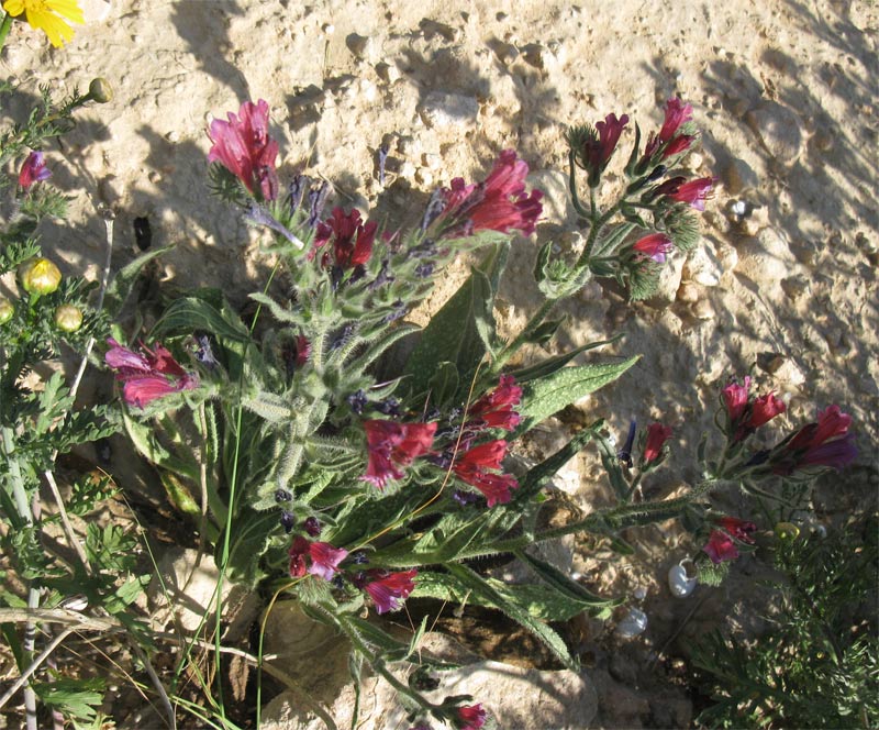 Изображение особи Echium angustifolium.