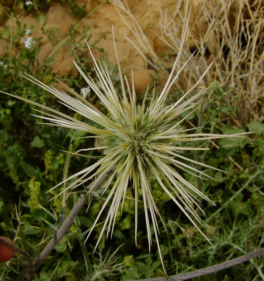 Image of Echinops polyceras specimen.