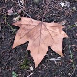 Platanus orientalis. Опавший прошлогодний лист. Ставропольский край, г. Кисловодск, территория санатория им. Горького. 24.03.2013.