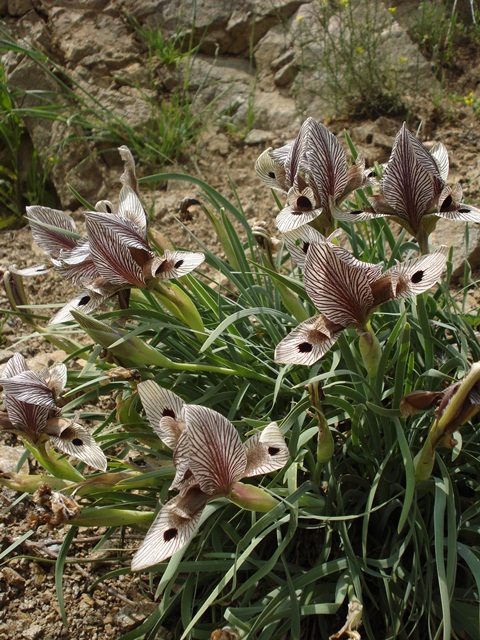 Image of Iris helena specimen.