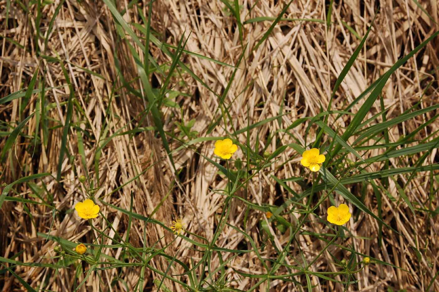 Изображение особи Ranunculus auricomus.