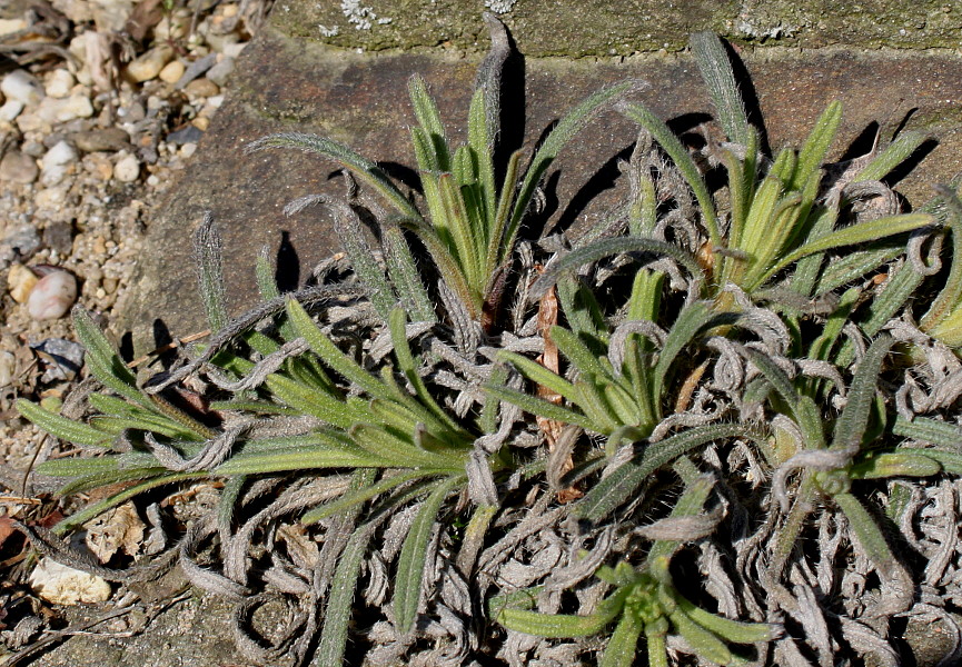 Image of Onosma stellulatum specimen.