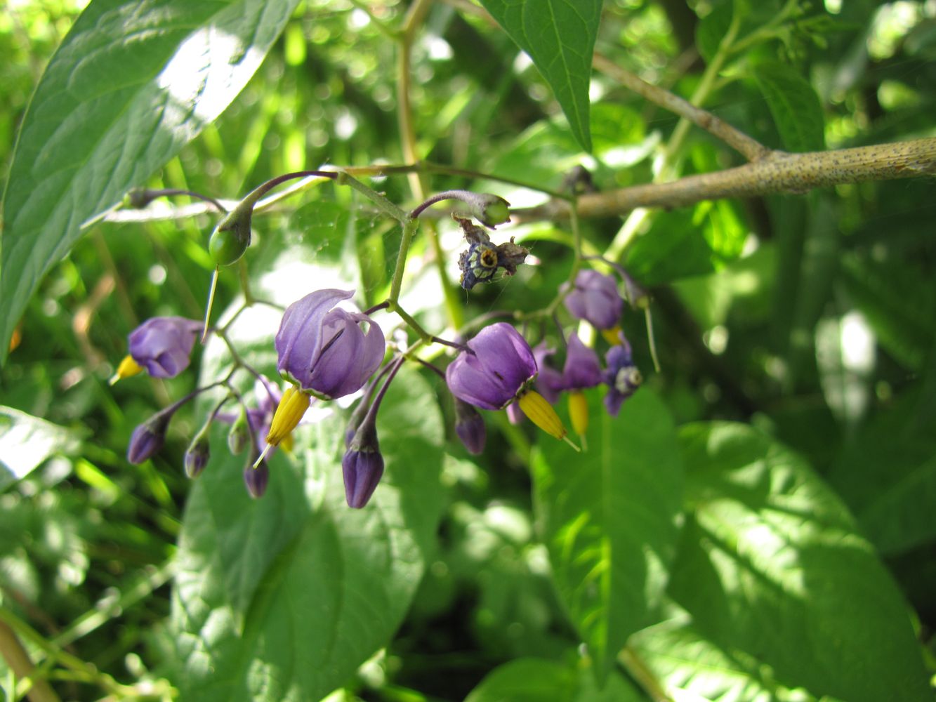 Изображение особи Solanum dulcamara.