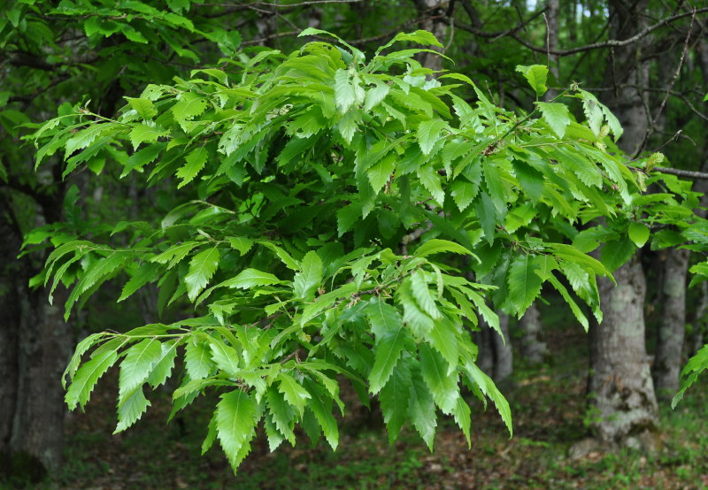 Image of Quercus castaneifolia specimen.