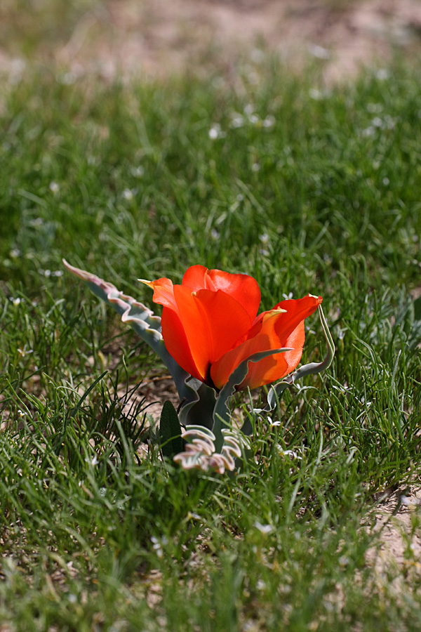 Image of Tulipa borszczowii specimen.