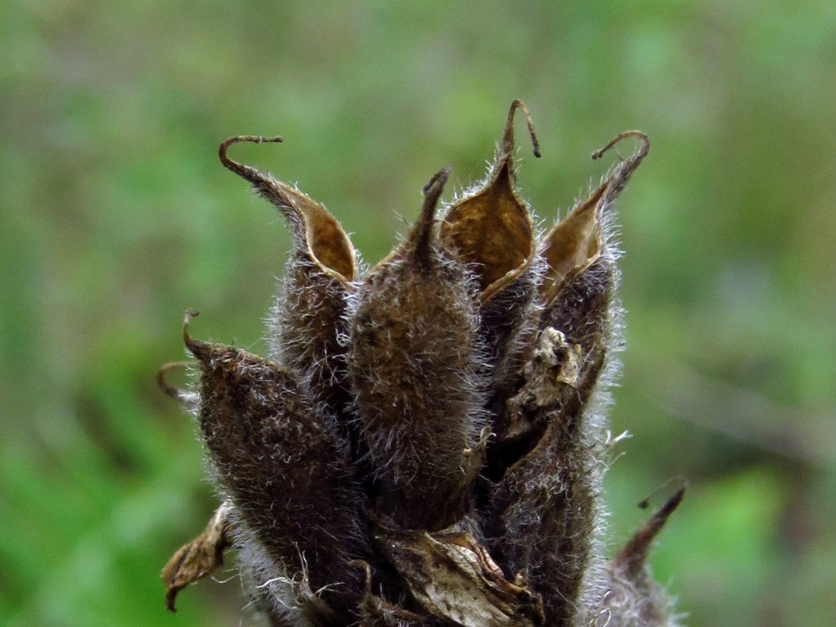 Image of Oxytropis pilosa specimen.