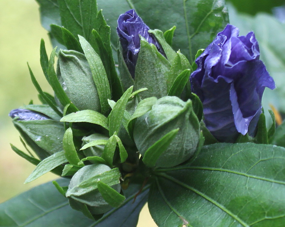 Image of Hibiscus syriacus specimen.