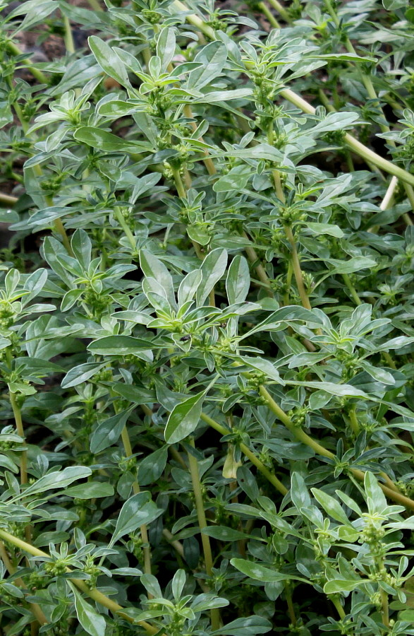 Image of Amaranthus blitoides specimen.