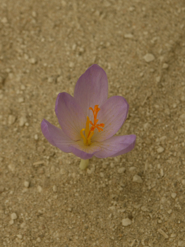 Image of Crocus serotinus ssp. salzmannii specimen.