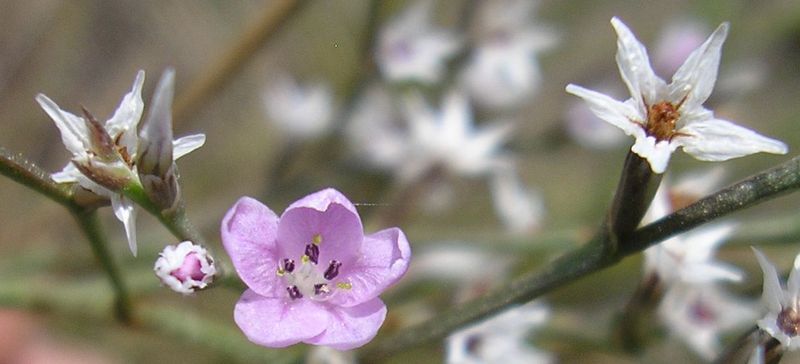 Image of Goniolimon graminifolium specimen.