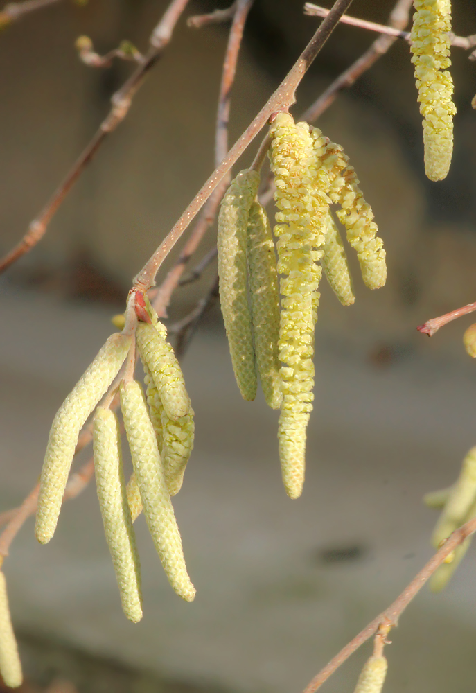 Image of Corylus avellana specimen.