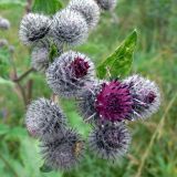 Arctium tomentosum. Нераспустившиеся и распустившееся соцветия. Свердловская обл., окр. г. Североуральск, р-н скал Грюнвальда, поляна. 28.07.2013.