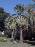 Washingtonia filifera