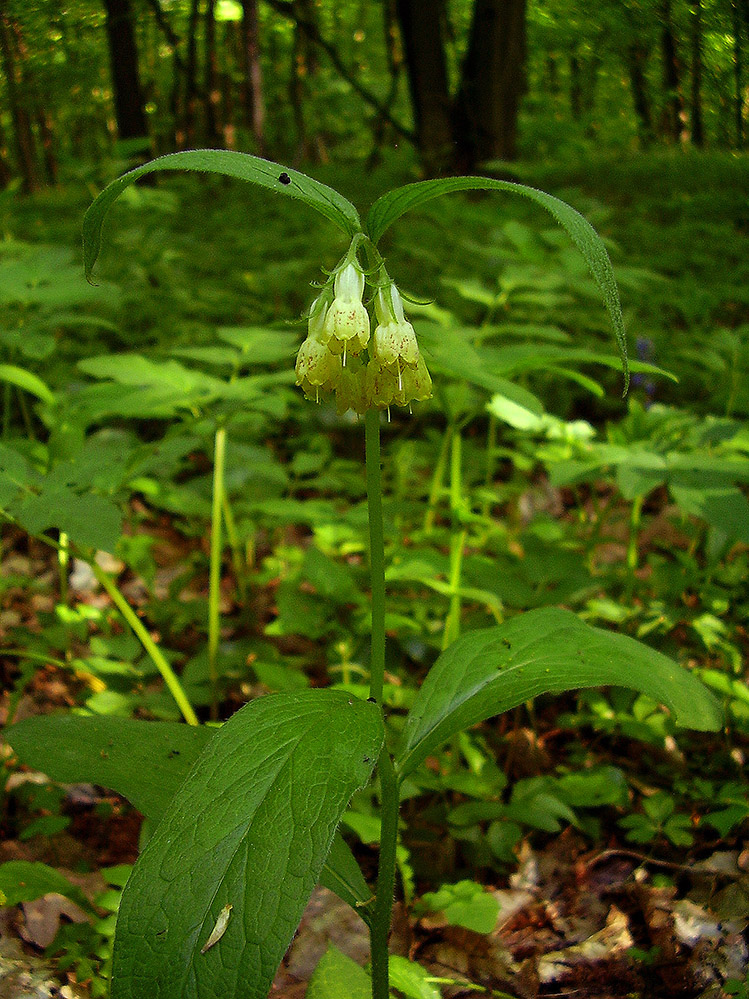 Image of Symphytum microcalyx specimen.