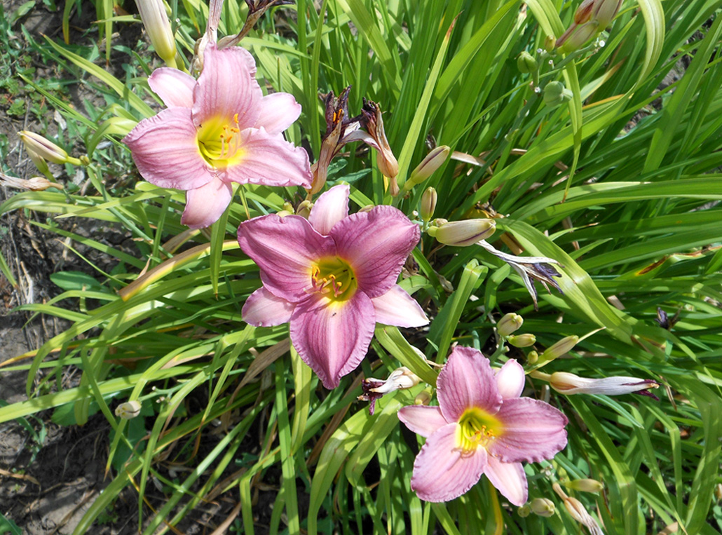 Image of Hemerocallis &times; hybrida specimen.